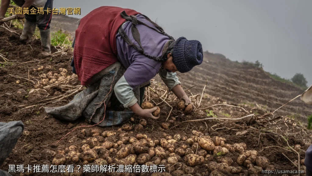 黑瑪卡推薦怎麼看？藥師解析濃縮倍數標示